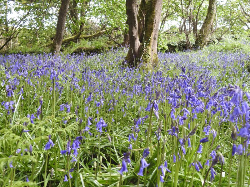 Bluebells in St Loy Wood Bluebells in St Loy Wood