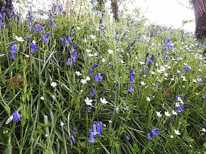 Bluebells and Greater Stitchwort in a Cornish Woodland