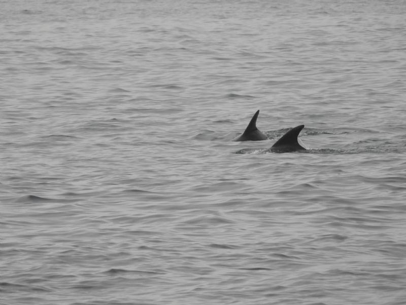 Dolphins off Pendeen Coastline