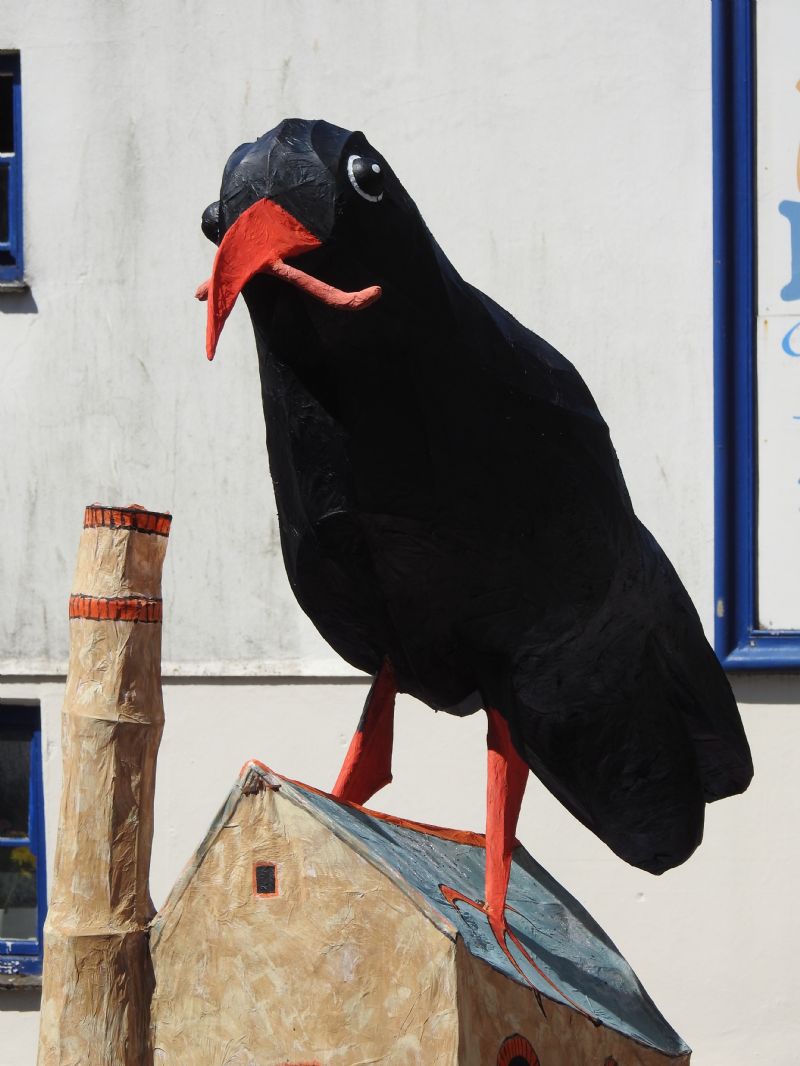 Chough at Mazey Day Chough at Mazey Day