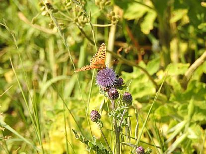 Dark Green Fritillary