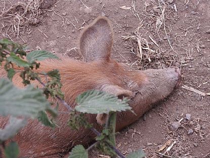 Pig