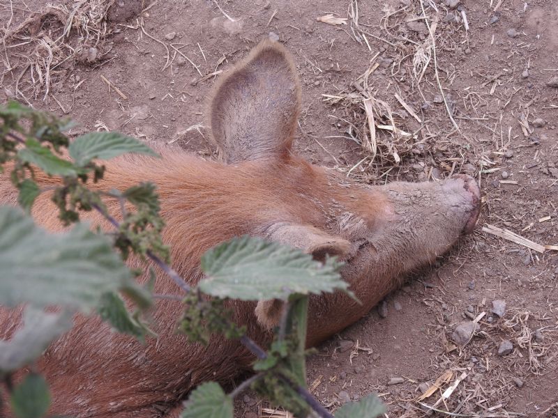 Pig Pig