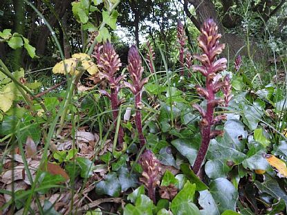 Ivy Broomrape