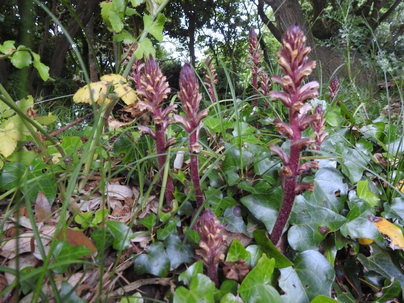 Ivy Broomrape
