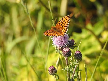 Dark Green Fritillary