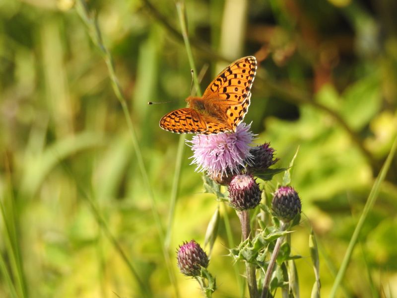 Dark Green Fritillary Dark Green Fritillary
