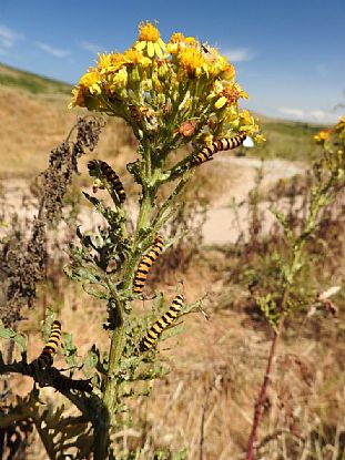 Cinnabar Moth Caterpillars