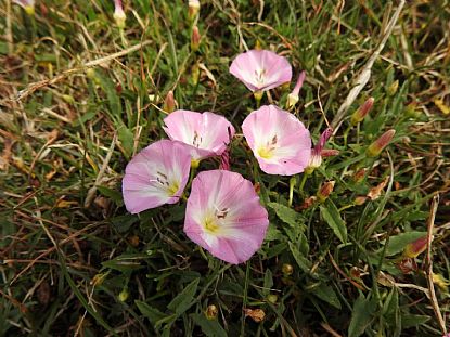 Field Bindweed