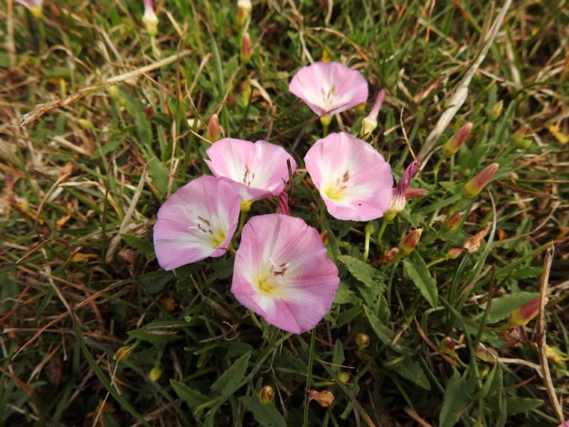 Field Bindweed