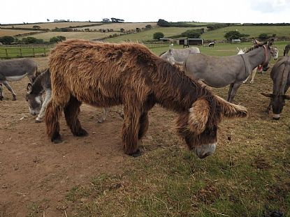 Bertie at Flicka Foundation Donkey Sanctuary
