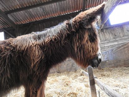 Humphrey at Flicka Foundation Donkey Sanctuary
