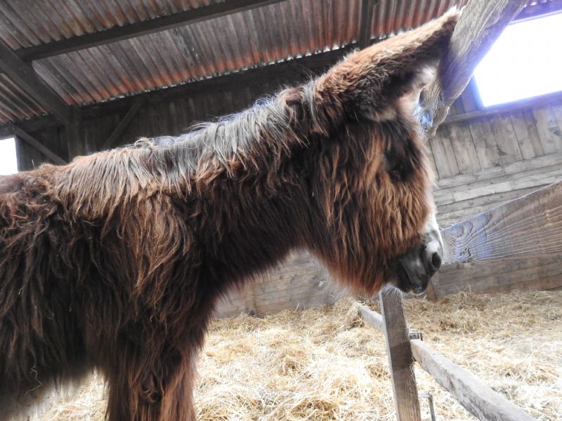 Humphrey at Flicka Foundation Donkey Sanctuary Humphrey at Flicka Foundation Donkey Sanctuary