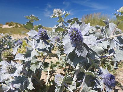 Sea Holly
