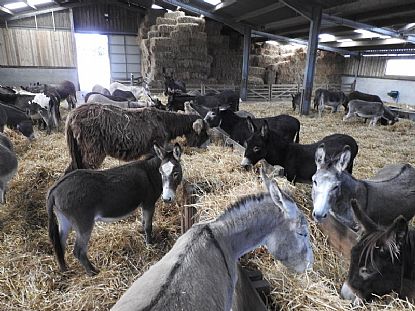 Donkeys enjoying their dinner at Flicka Foundation Sanctuary