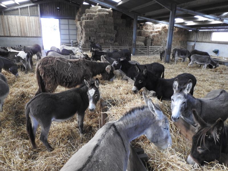 Donkeys enjoying their dinner at Flicka Foundation Sanctuary Donkeys enjoying their dinner at Flicka Foundation Sanctuary