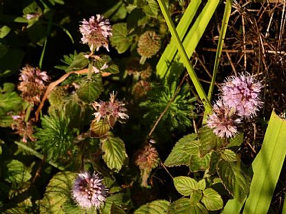 Water Mint