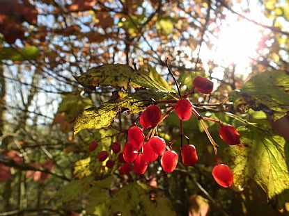 Guelder Rose