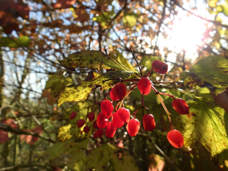 Guelder Rose Guelder Rose