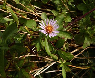 Michaelmas Daisy