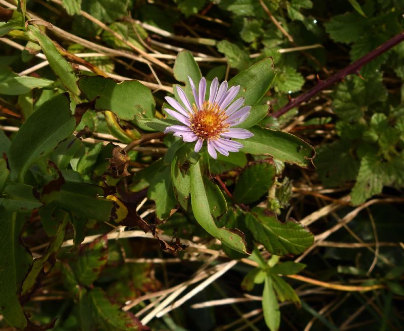 Michaelmas Daisy
