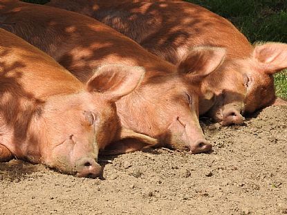 The Three Little Pigs