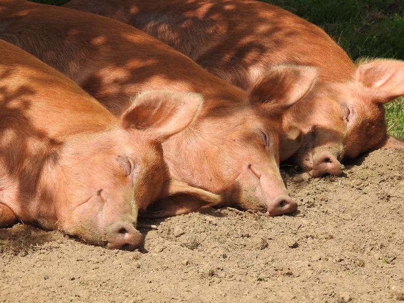 The Three Little Pigs