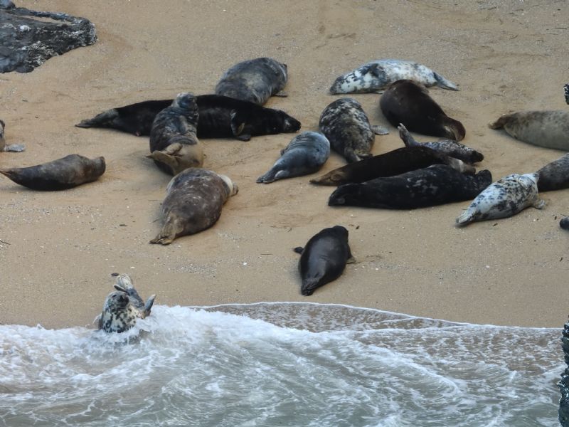 Seals on Cornwall's North Coast