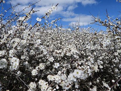 Blackthorn on a Sunny Spring Day