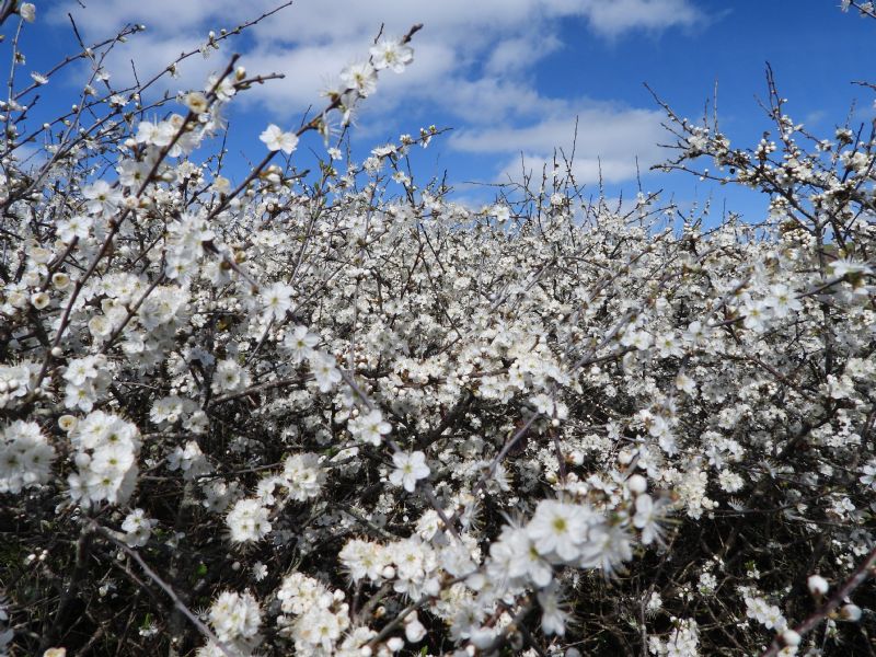 Blackthorn on a Sunny Spring Day Blackthorn on a Sunny Spring Day