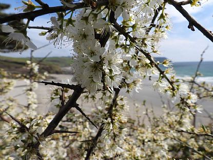 Blackthorn Blossom at Pendower Beach
