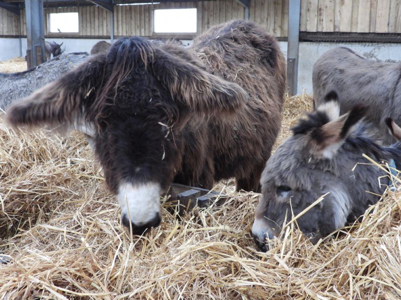 Donkeys enjoying lunch together at Flicka Foundation Donkey Sanctuary Donkeys enjoying lunch together at Flicka Foundation Donkey Sanctuary
