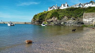 Rufus Enjoying the Sea at Port Isaac