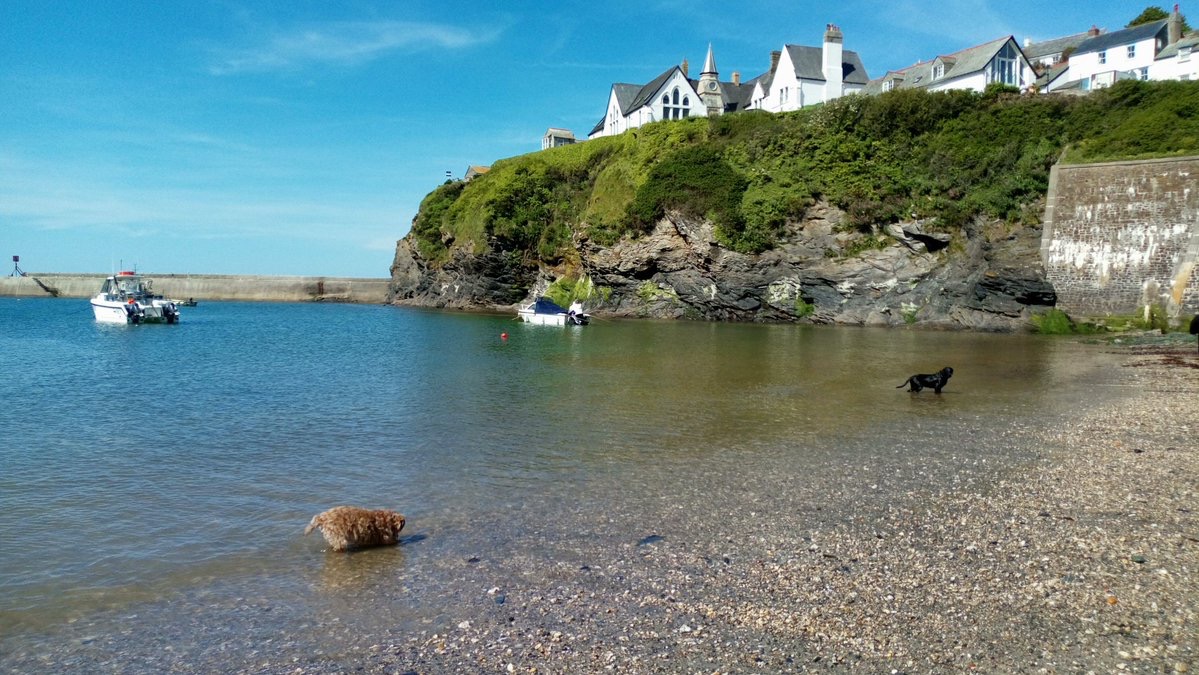 Rufus Enjoying the Sea at Port Isaac