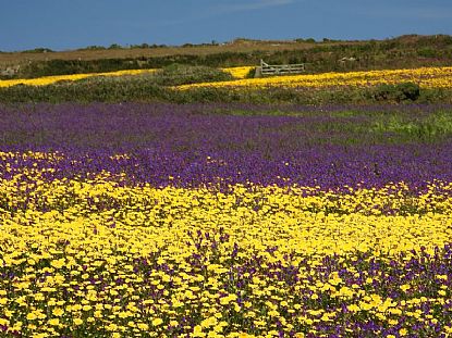 Purple Viper's Bugloss and Corn Marigolds near St Just