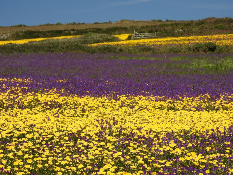 Purple Viper's Bugloss and Corn Marigolds near St Just
