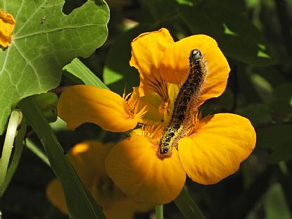Wildlife Gardening