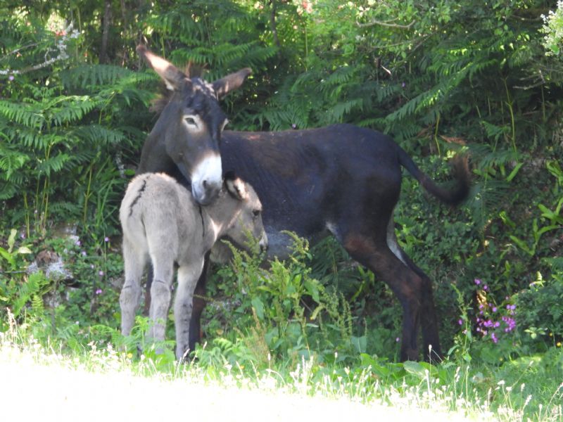 Newborn Donkey at Flicka Foundation Donkey Sanctuary Newborn Donkey at Flicka Foundation Donkey Sanctuary