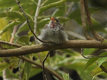 Fledgling Sparrow