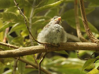 Tweety the Sparrow