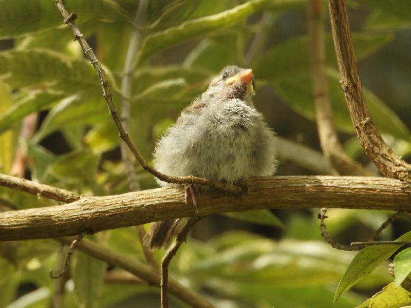 Tweety the Sparrow