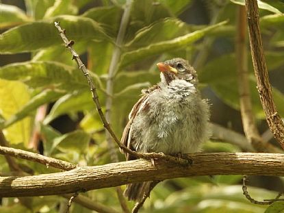 Tweety the House Sparrow