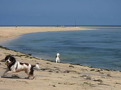 Holidogs on Porthkidney Beach