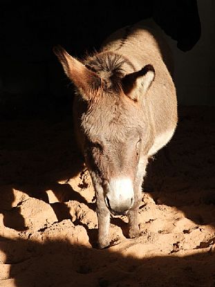 Rescue Donkey in the Spotlight