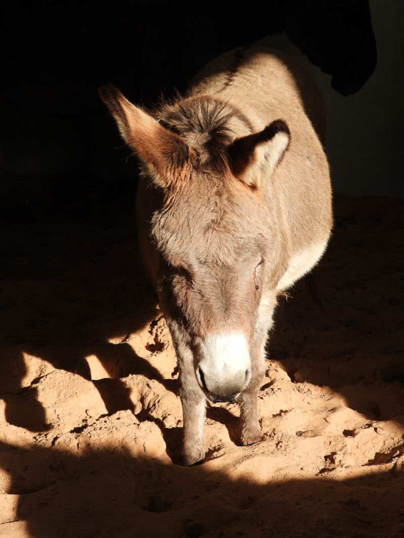 Rescue Donkey in the Spotlight Rescue Donkey in the Spotlight
