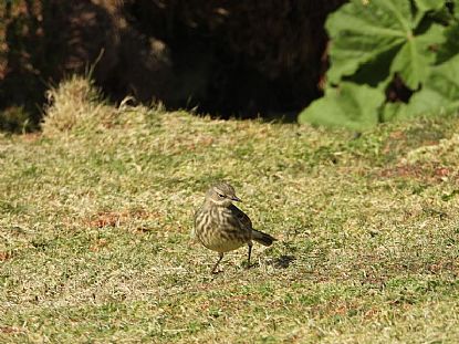Rock Pipit