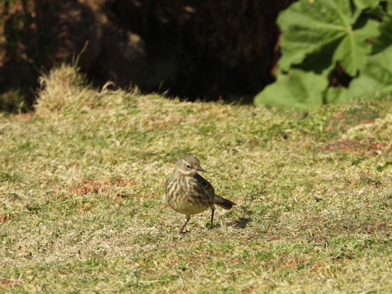Rock Pipit