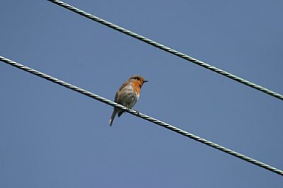 Robin announcing Spring
