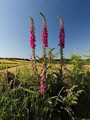 Three Little Foxgloves All In Row