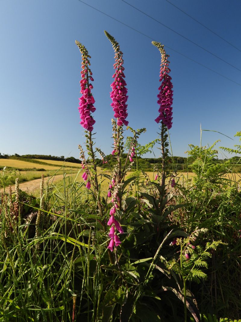 Three Little Foxgloves All In Row